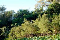 Anhinga (Darter)