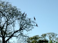 more cormorants, they were everywhere