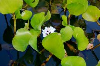 water lilies