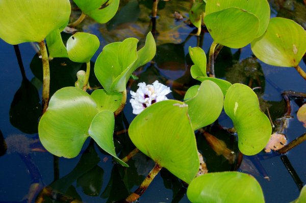 water lilies