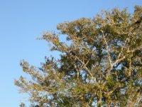 a cormorant drying his wings