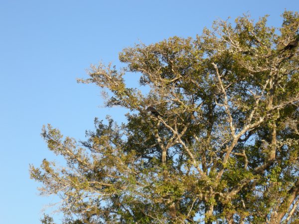 a cormorant drying his wings