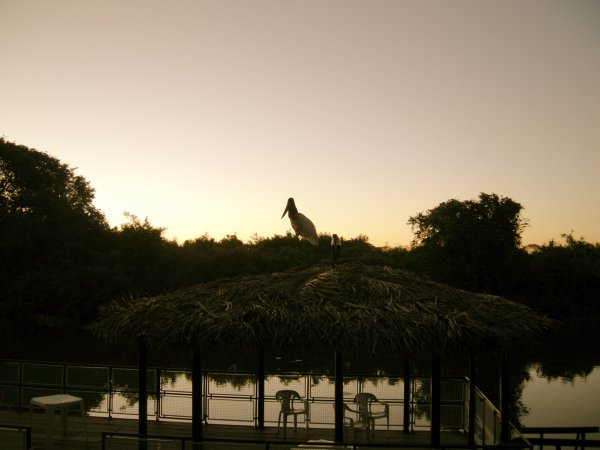 Jaibiru on the thatched dock at sunset