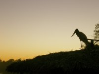 Jaibiru on the thatched dock at sunset (3)