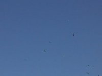 birds flying high above the pantanal