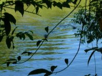 river otter (2)
