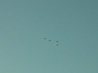 roseate spoonbills