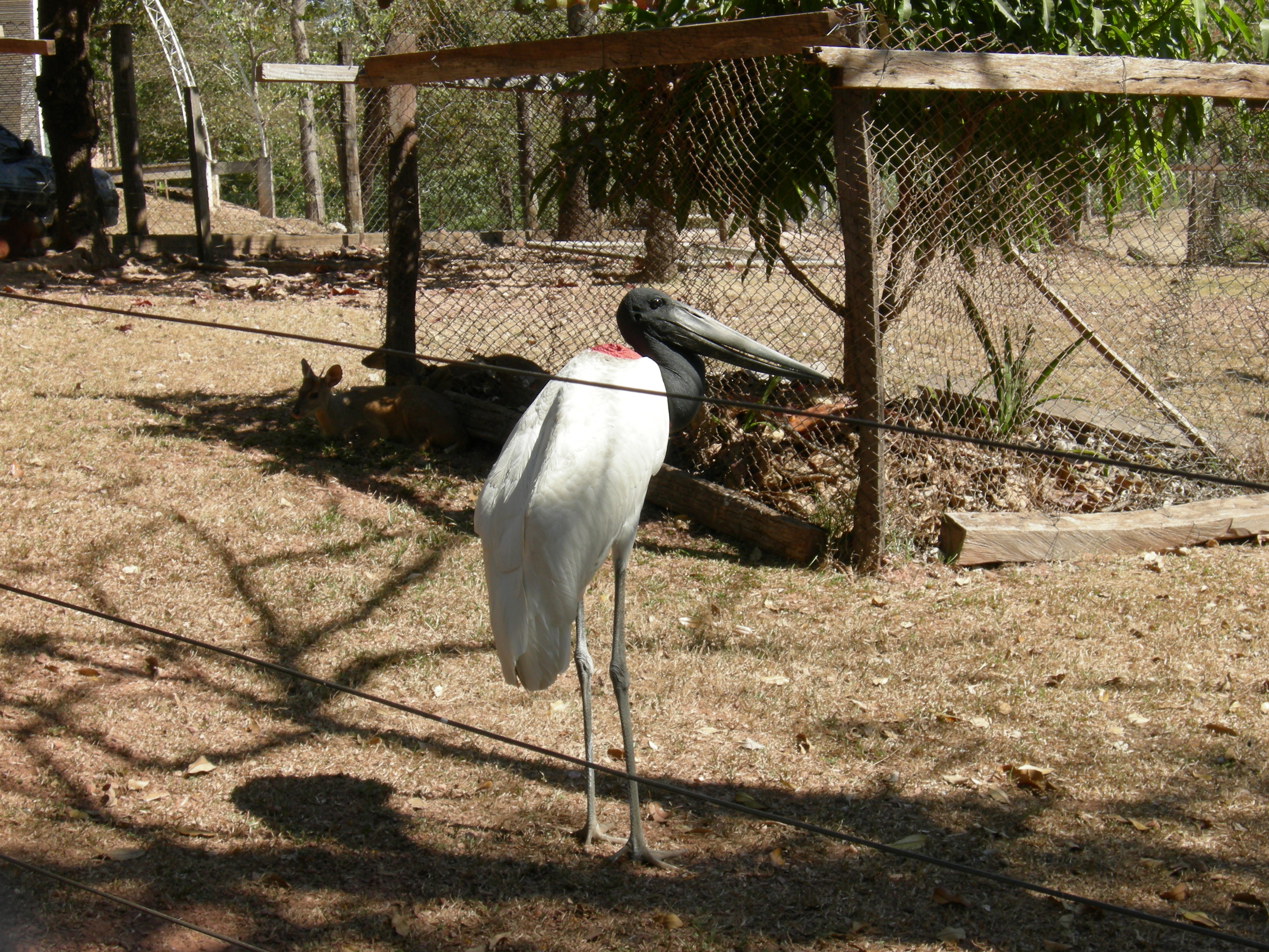 Tuiuiui (Jaburu mycteria) bird