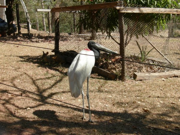 Tuiuiui (Jaburu mycteria) bird