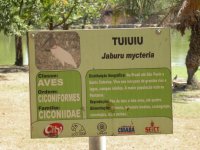Tuiuiui (Jaburu mycteria) sign