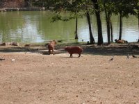 Capivara (Hydrochaeris hydrochaeris)