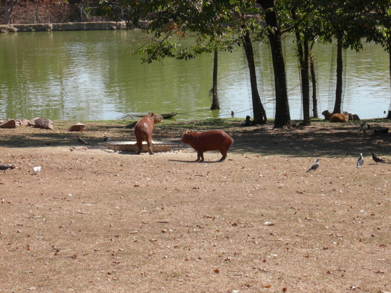 Capivara (Hydrochaeris hydrochaeris)