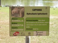 Capivara (Hydrochaeris hydrochaeris) sign