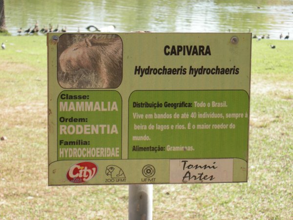Capivara (Hydrochaeris hydrochaeris) sign