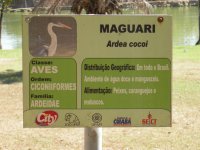 Maguari (Ardea cocoi) sign