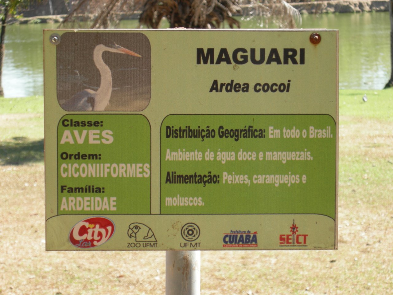 Maguari (Ardea cocoi) sign