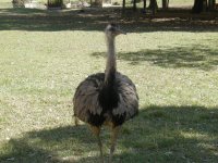 Ema (Rhea americana) Emu