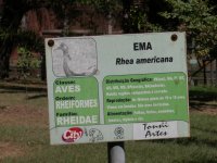 Ema (Rhea americana) sign