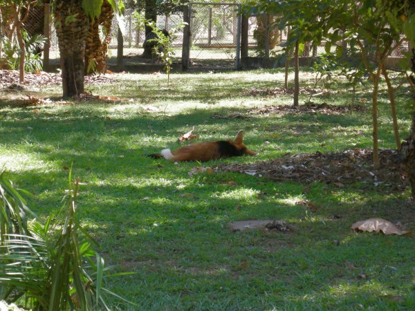 Lobinho (Cerdocyon thous) maned wolf