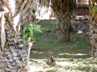 Cutia (Desyprocta azarae) Azara's Agouti