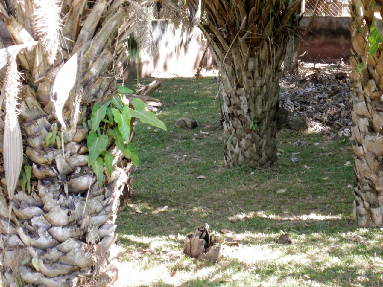 Cutia (Desyprocta azarae) Azara's Agouti