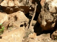 Mão Pelada (Procyon cancrivorus) Crab-eating Raccoon hiding in some rocks