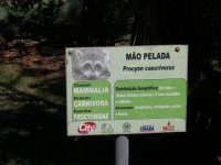 Mão Pelada (Procyon cancrivorus) sign