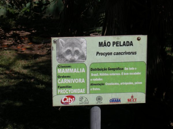 Mão Pelada (Procyon cancrivorus) sign