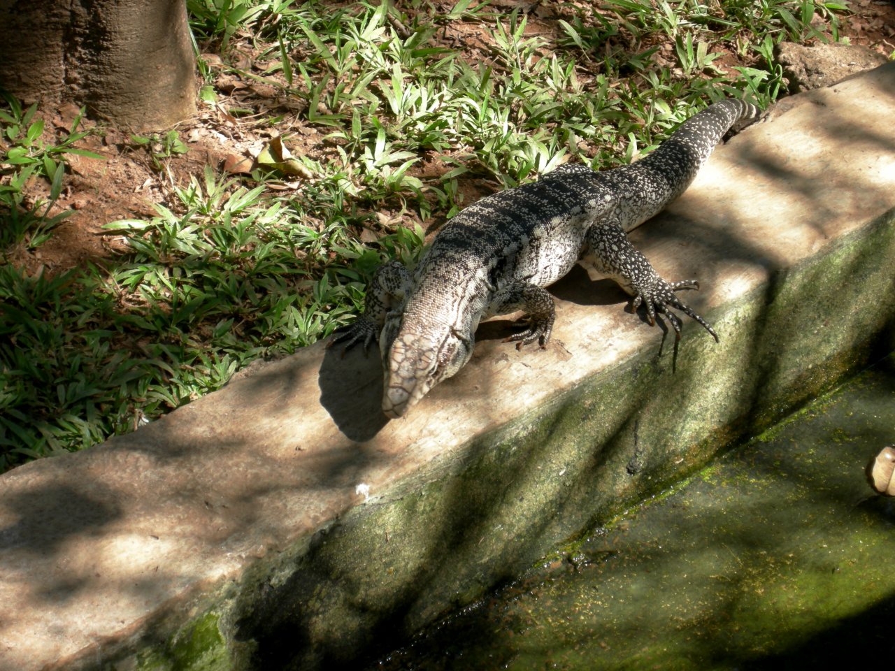 Teiú (Tupinambis nigropunctatus) Tegu lizard