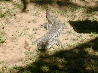 Teiú (Tupinambis nigropunctatus) Tegu lizard (2)