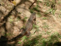 Teiú (Tupinambis nigropunctatus) Tegu lizard (3)