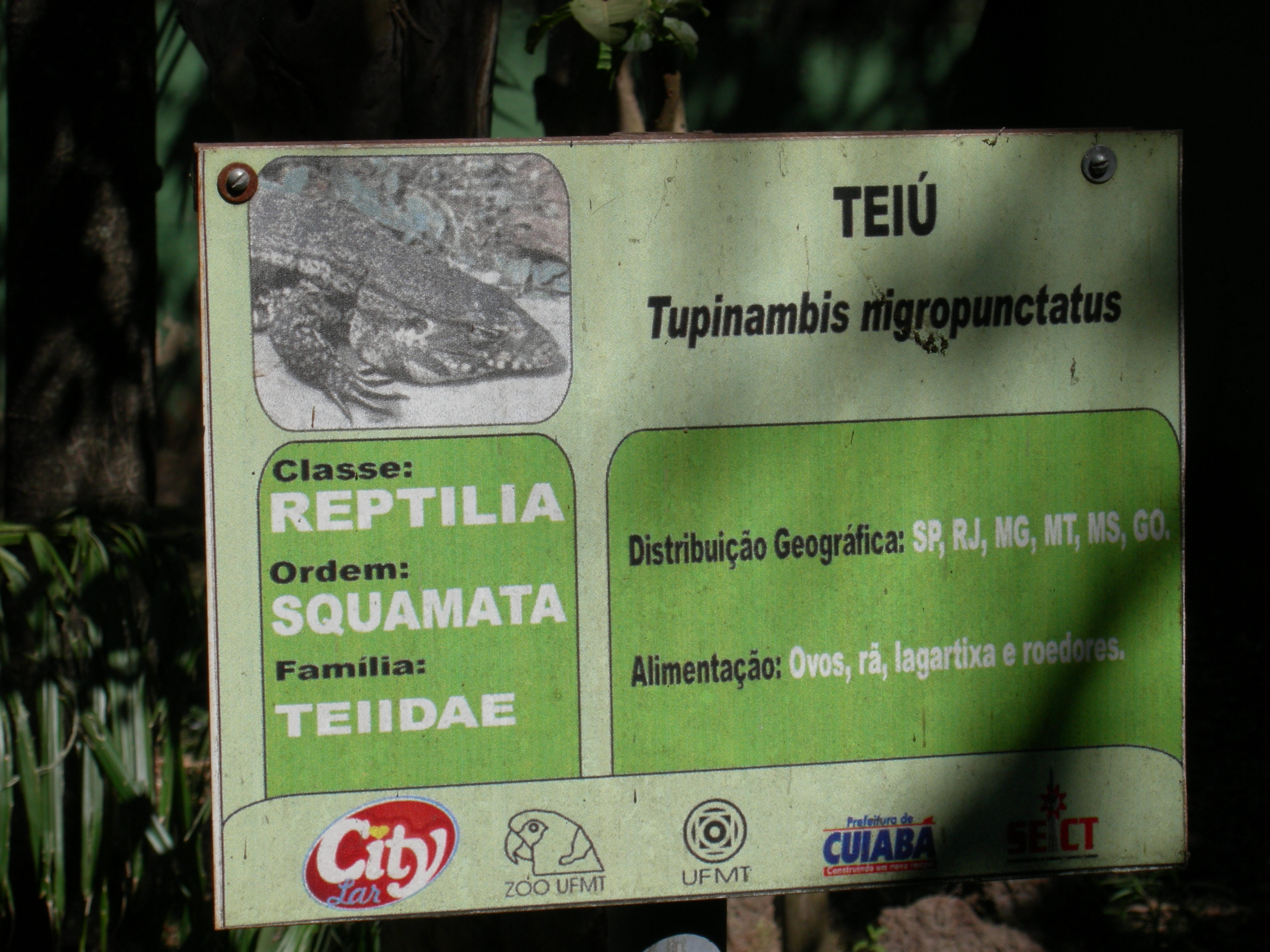 Teiú (Tupinambis nigropunctatus) sign
