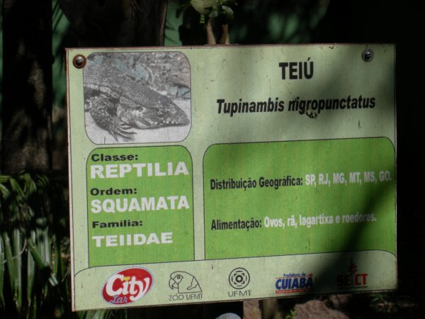 Teiú (Tupinambis nigropunctatus) sign