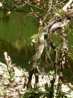 Jaracussu do Brejo (Hydrodinastes gigas) South American water cobra