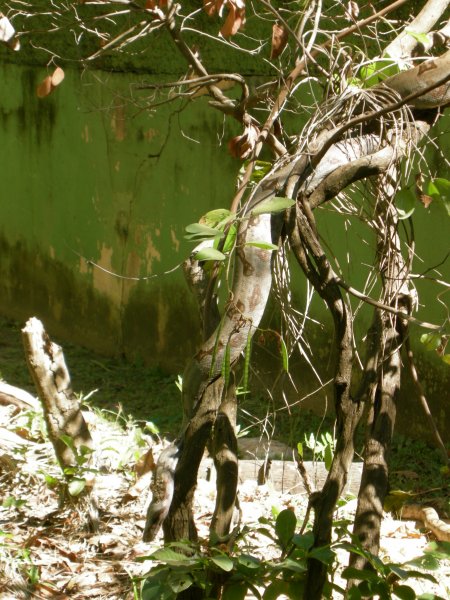 Jaracussu do Brejo (Hydrodinastes gigas) South American water cobra