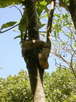 Jaracussu do Brejo (Hydrodinastes gigas) South American water cobra (2)