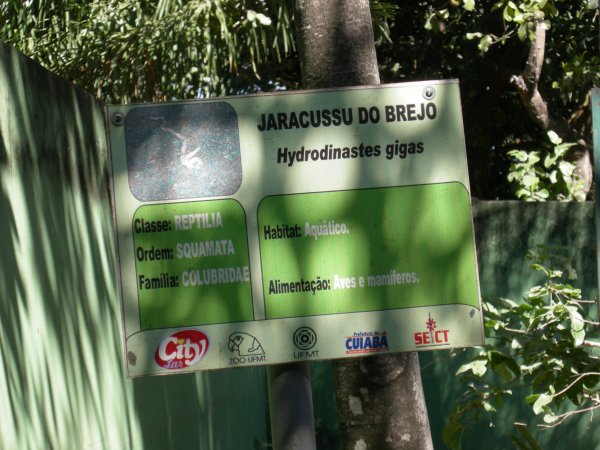Jaracussu do Brejo (Hydrodinastes gigas) sign