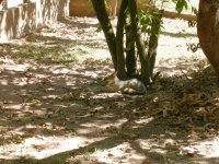 Raposa (Pseudalopex, vetulus) Hoary Fox/False Fox (2)