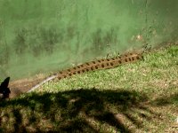 Sucuri (Eunectes murinus) Anaconda