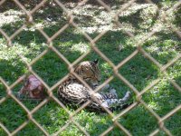 Jaguatirica (Leopardus pardalis) Ocelot