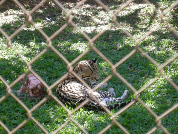 Jaguatirica (Leopardus pardalis) Ocelot
