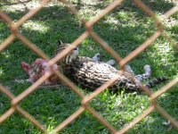 Jaguatirica (Leopardus pardalis) Ocelot (2)