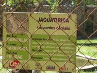 Jaguatirica (Leopardus pardalis) sign