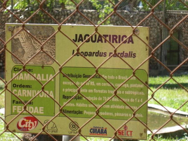 Jaguatirica (Leopardus pardalis) sign