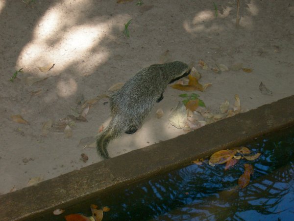 Furão (Galictis cuja) Lesser Grison (2)