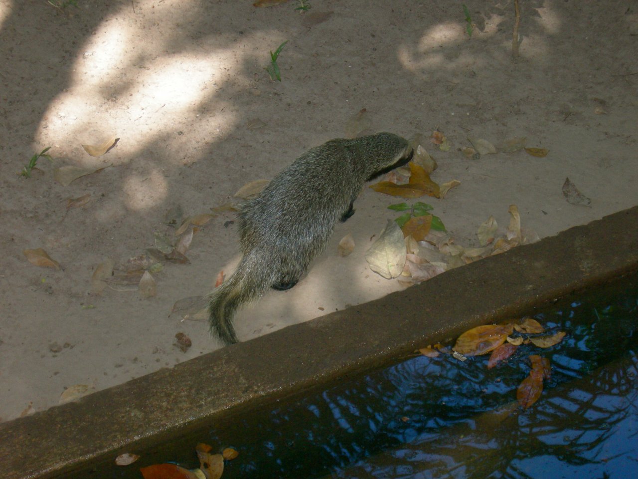 Furão (Galictis cuja) Lesser Grison (2)