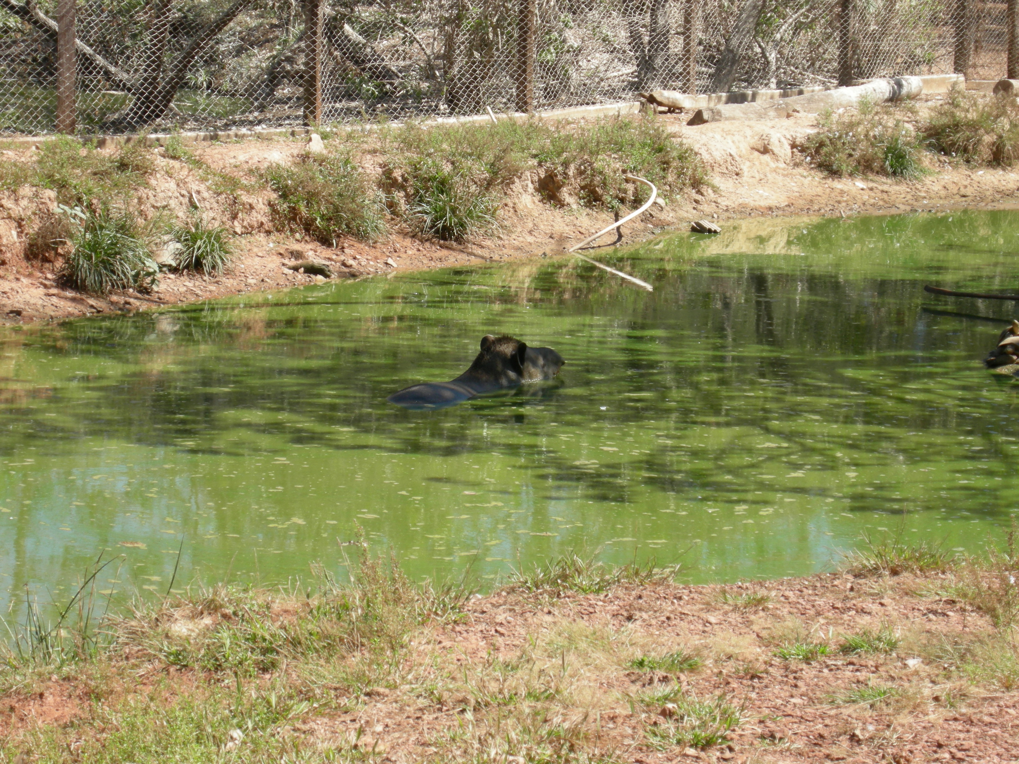 Anta (Tapirus terrestris) Tapir