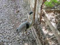 Maguari (Ardea cocoi) White-necked heron