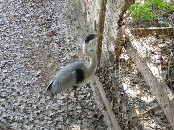 Maguari (Ardea cocoi) White-necked heron