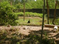 howler monkey
